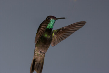 Fototapeta premium Rivoli's Hummingbird flying