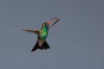 Fototapeta premium Broad-billed hummingbird in flight