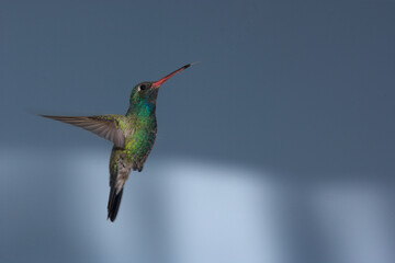 Fototapeta premium Broad-billed hummingbird in flight