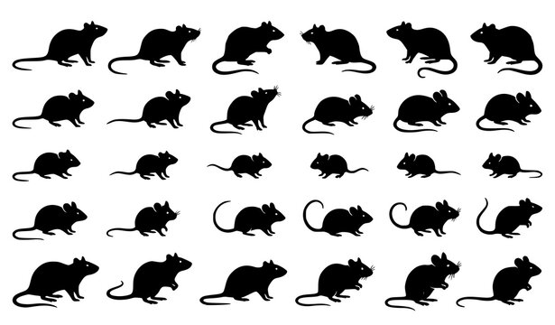 Premium rat and field mouse silhouette vector pack with realistic standing rodent animal shapes isolated on white background