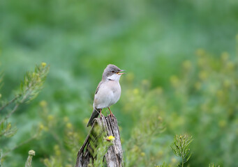 Obraz premium A greater whitethroat singing with open beak while perched on a weathered wooden post.