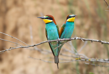 Obraz premium Pair perched side by side on a thin branch. Wild bird, ornithology, nature.