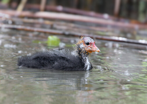 A close-up side view of a young Eurasian coot chick swimming alone in calm water.