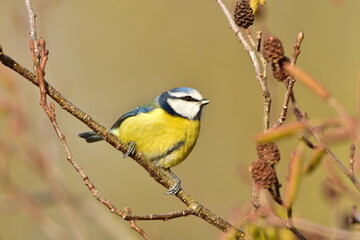 Blue Tit © Piotr 