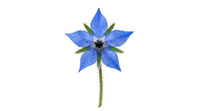 Blue flower with six petals and green stem in natural setting