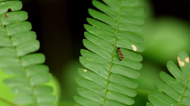 Closeup wildlife footage of a female Crematogaster ant mimic jumping spider feeding on captured prey in its natural Himalayan forest habitat during the monsoon season in Himachal Pradesh, India.