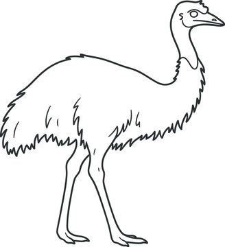 hand drawn vector illustration of an ostrich