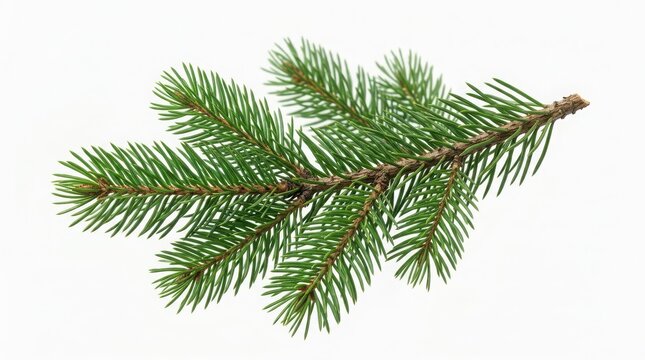 Fresh green pine tree branch with needles for christmas and winter holiday decoration designs