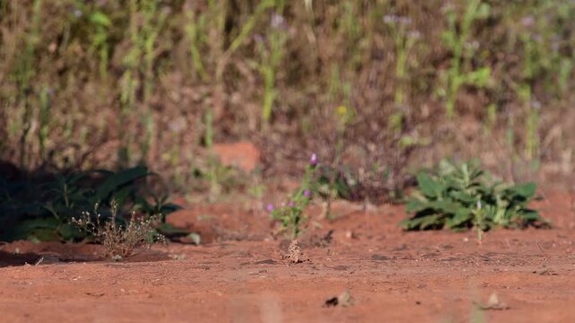 Iberian hare in the field in Castilla La Mancha, Spain.