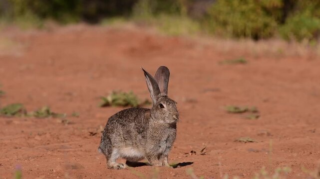 Iberian hare in the field in Castilla La Mancha, Spain.