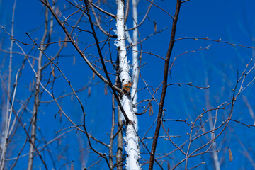 Obraz premium Close view of orange butterfly perched on peeling birch bark inside leafless forest, with intersecting twigs, pale trunks, and clear blue sky creating quiet early spring woodland atmosphere