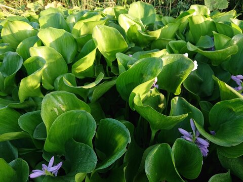Close-up of blooming water hyacinth (Eichhornia crassipes) with lush green leaves and distinctive purple flowers growing on a freshwater surface. This fast-growing aquatic plant