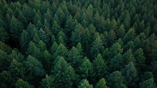 Tree growing in lush forest. Nature landscape. Landscape with forest in spring, 4k. Green forest in summer aerial view. Rainforest ecosystem and healthy environment. Jungle nature background