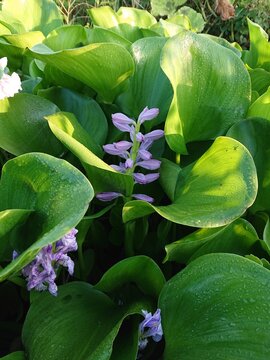 Close-up of blooming water hyacinth (Eichhornia crassipes) with lush green leaves and distinctive purple flowers growing on a freshwater surface. This fast-growing aquatic plant