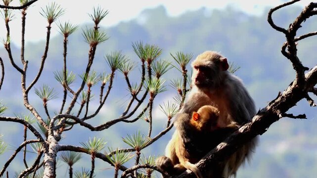 Closeup video of a young rhesus macaque (Macaca mulatta) baby resting peacefully on its mother's lap inside a natural Himalayan forest during the summer season in Himachal Pradesh, India.