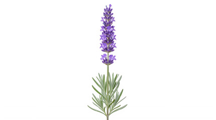 Obraz premium Purple lavender flower plant with tall spikes and green leaves