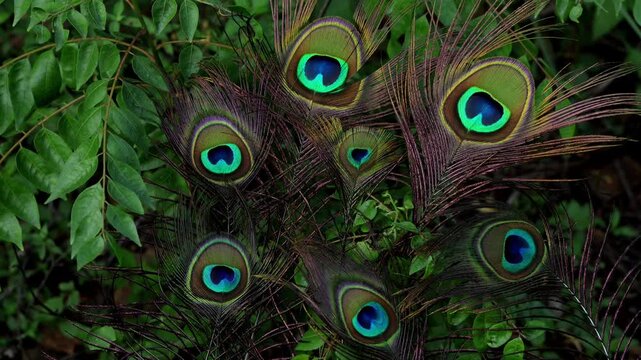 Closeup footage showing naturally shed feathers of the Indian peafowl (Pavo cristatus) resting on fresh green forest leaves during the summer season in Himachal Pradesh, India.