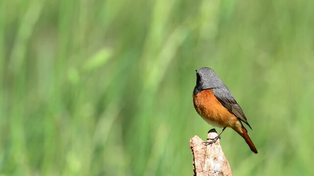 Male common redstart on a branch. Spain.