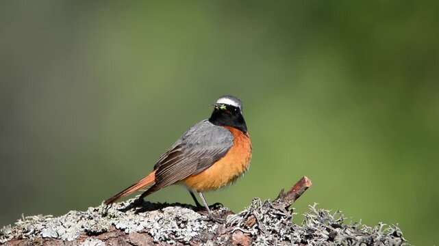 Male common redstart on a branch. Spain.
