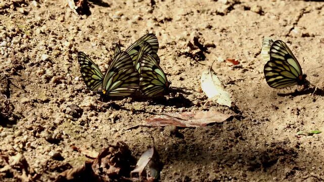 Real-time close-up video of great blackvein butterflies (Aporia agathon) gathering on moist soil and naturally puddling during summer in Himachal Pradesh, India