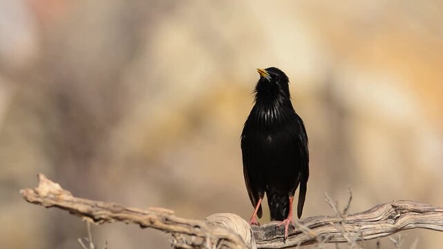 Spotless starling perched on a branch with brown background.