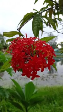 Vibrant Red Ixora Coccinea Flower Cluster with Raindrops in Nature