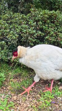 White Eared Pheasant Feeding on Shrub Leaves, Shangri-La, Slow Motion, Vertical