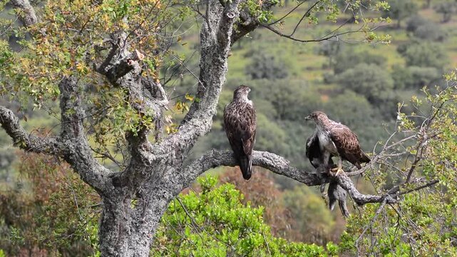  Bonelli's eagle couple on tree branch.