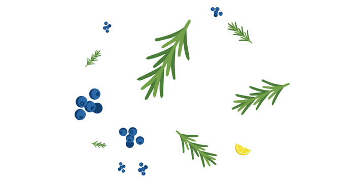 Flat illustration of juniper berries and green rosemary sprigs on white background