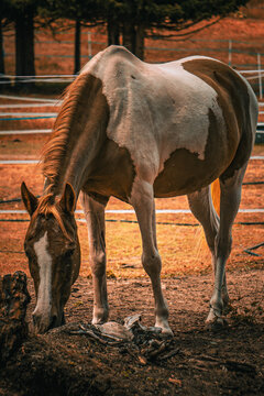 donkey and foal