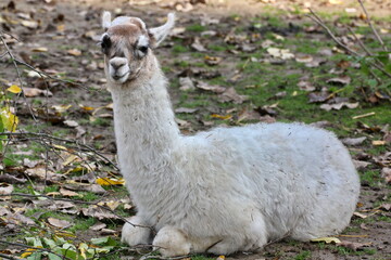 Lama Jungtier © Martina Berg