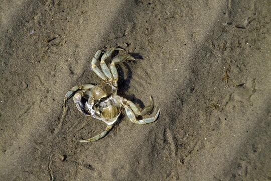 Tote Sandkrabbe in der Nordsee