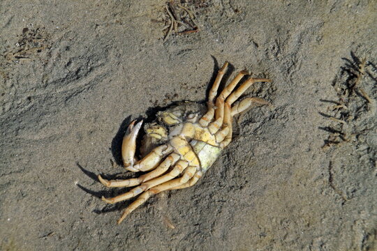 Tote Sandkrabbe in der Nordsee