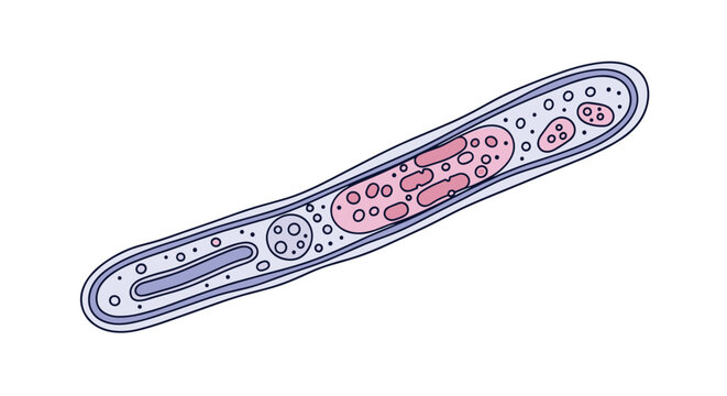 Microscopic view of elongated single cell microorganism showing inner organelles, cytoplasm, and vacuole structures for biology study.