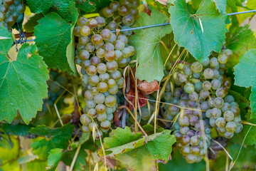 White grapes ripening on vine in la rioja vineyard © JuanFrancisco