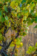White grapes ripening on vine in la rioja vineyard © JuanFrancisco