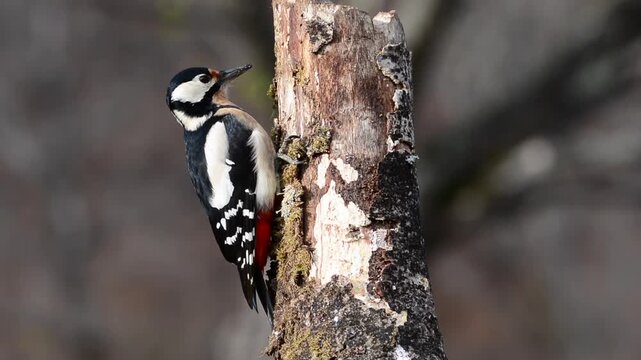 Great spotted woodpecker perched on a log.