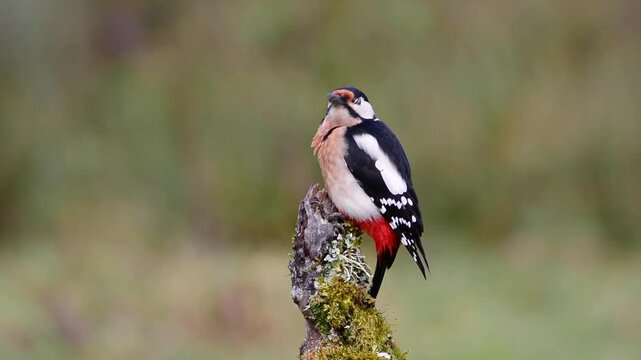 Great spotted woodpecker perched on a log.