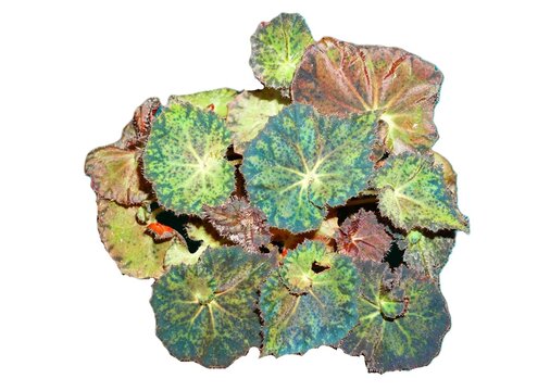 Begonia Peter Piper hybrid with round serrated leaves showing green, brown, and red hues highlighted by bright radiating veins, on white isolated background