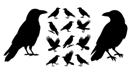 Naklejka premium Collection of black crow silhouettes in various poses and attitudes