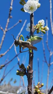   Una mantis africana capturando un saltamontes. Un intenso momento de la cadena alimentaria en un entorno natural. Anacridium aegyptium. Sphodromantis viridis. 