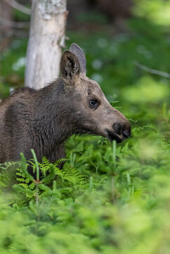 Moose calf
