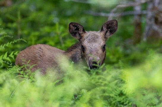 Moose calf