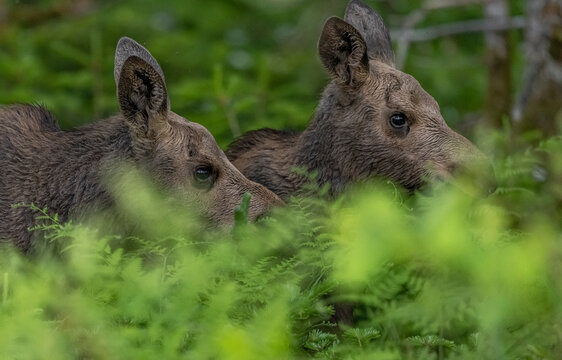 Moose calf