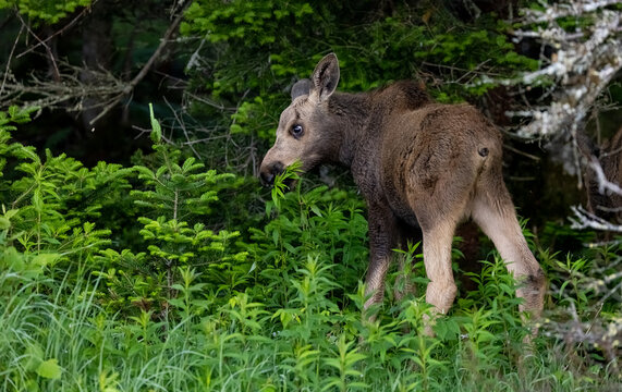 Moose calf