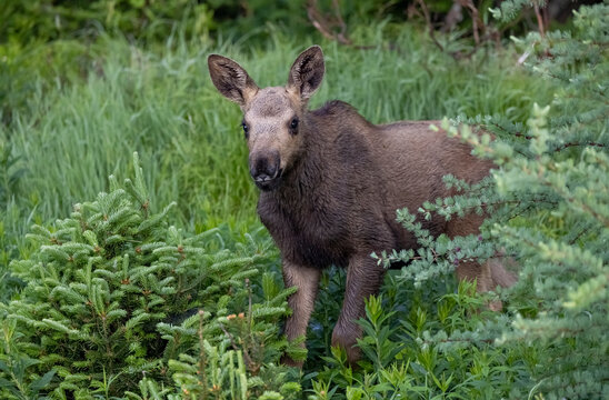 Moose calf