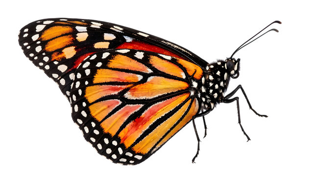 Beautiful orange monarch butterfly with detailed wings shown from the side isolated on transparent background