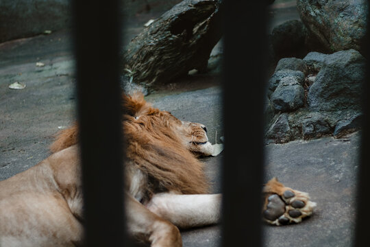Lion resting peacefully behind bars in zoo enclosure
