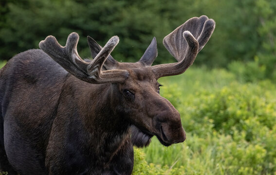 Bull moose in Eastern Canada. 