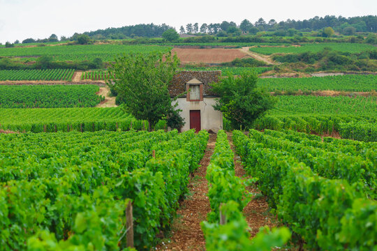 Vineyard rows leading to a traditional stone vineyard hut in Burgundy, France, showcasing rolling wine country landscapes, viticulture, and historic French wine heritage.